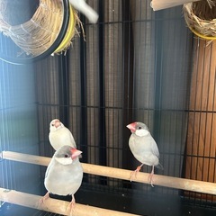 文鳥