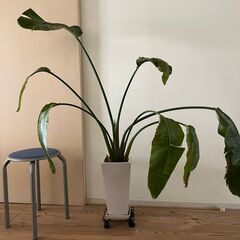 可愛がってくださる方に〜ストレリチア・オーガスタ