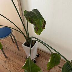 可愛がってくださる方に〜ストレリチア・オーガスタの画像