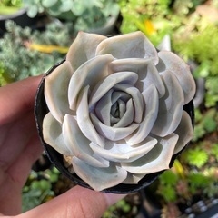 ブルーサプライズ　多肉植物