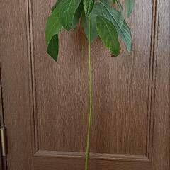 観葉植物　アボカド