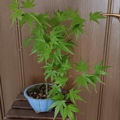 紅葉　モミジ