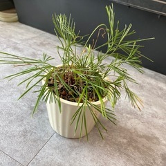 アクティニオプテリス シダ植物 観葉植物