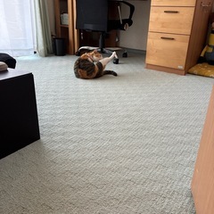 猫の引き取りお願いします