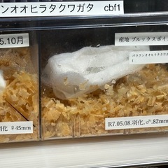 パラワンオオヒラタクワガタCBF1
