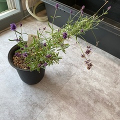 ラベンダー ハーブ 観葉植物