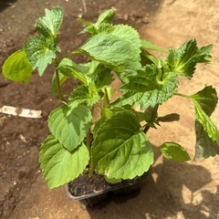 しその苗　4個セット