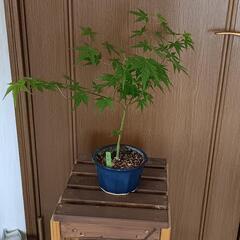 紅葉　もみじ