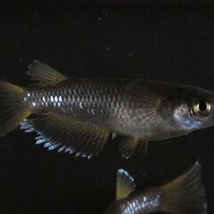 🎏【オランジェ】✨１ペア＋１匹✨雄♂１匹✨雌♀２匹✨計３匹✨🎏