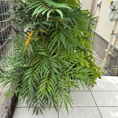 テーブルヤシ　【庭木・植木】現地引き取り限定！元気な庭木をお譲りします