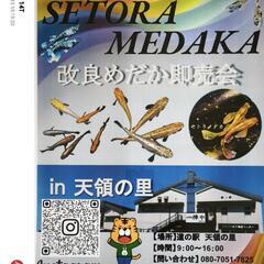 第2弾　天領の里メダカ即売会