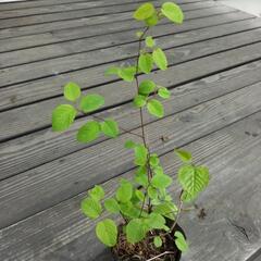 山の自生植物  1の画像