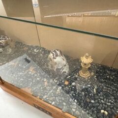 ガラスのケース　人形ケース　観賞用のケース　飼育ケースの画像