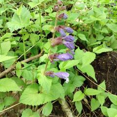 山の自生植物  1の画像