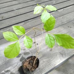 山の自生植物  1の画像