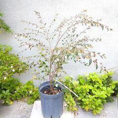 3【現品】カメリア エリナ 椿 ツバキの仲間 樹高約70㎝　ヒメ...