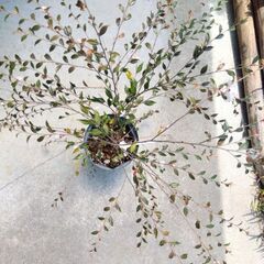3【現品】カメリア エリナ 椿 ツバキの仲間 樹高約70㎝　ヒメサザンカ シンボルツリー 記念樹に　苗木 スリット鉢の画像