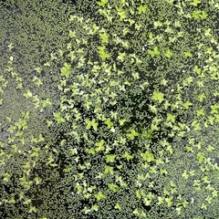 ミジンコ草 メダカの餌 金魚の餌 おやつ