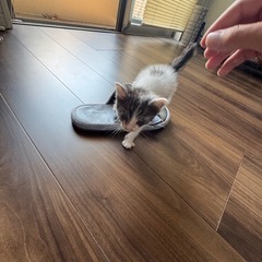捨て猫です
