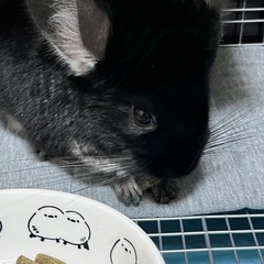 チンチラ2歳女の子