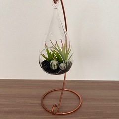 Francfranc フェイクグリーン 多肉寄せ植えポット ドロップ
