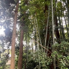 杉を持って行ってもらって構いません！