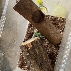 カブトムシ幼虫　飼育セット　