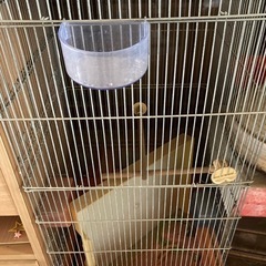 鳥かご