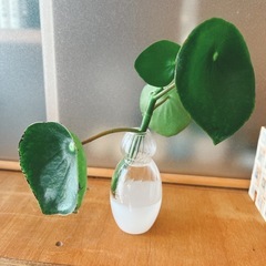 お取引中❌ペペロミアジェイド　根付苗　大きめサイズ🌱