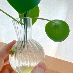 お取引中❌ペペロミアジェイド 根付苗①