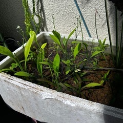【メダカビオトープ等 水草】ナガバオモダカ③　1株100円