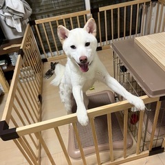 夜の犬のお散歩を一緒にしてください