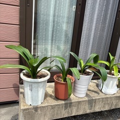 観葉植物４点にての画像