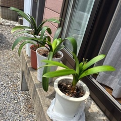 観葉植物４点にて