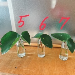 ⭕️ペペロミアジェイド 根付苗②