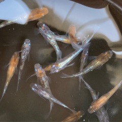 　朱光菊めだか、三色ラメミユキサファイア系の2種ミックス現物個体...