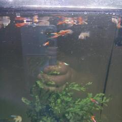 熱帯魚