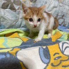 里親様を募集しています。