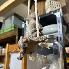 猫の吊り下げオブジェ　可愛い　ブランコ　ネコの画像