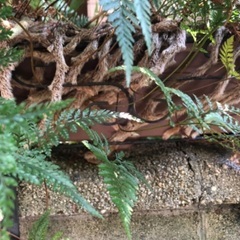 　トキワシノブ大株の画像