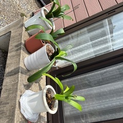 観葉植物君子蘭４点
