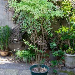 南天の鉢植え