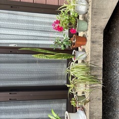 観葉植物９点色々