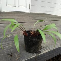山の自生植物