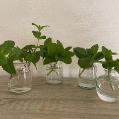 植物交換しませんか？