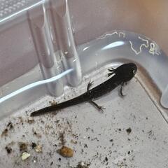 シリケンイモリ ベビー 2匹の画像