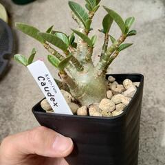 塊根植物（コーデックス）　アデニウム・アラビカム