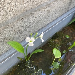 ナガバオモダカ