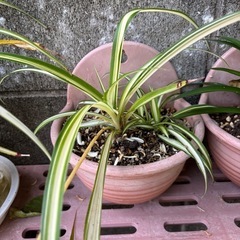 折り鶴らん   鉢ごと