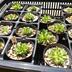 ランキングキーワードに紐づく投稿画像-多肉植物